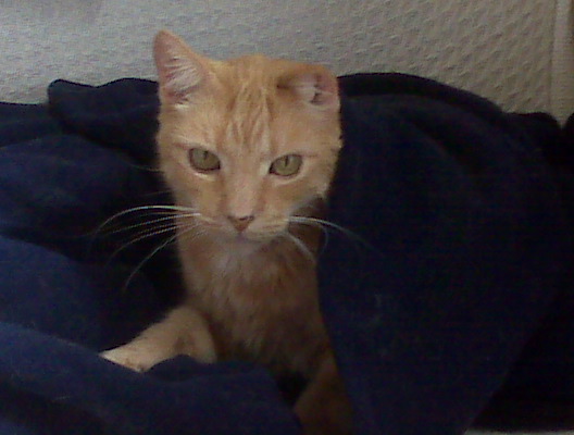 jasper under the covers